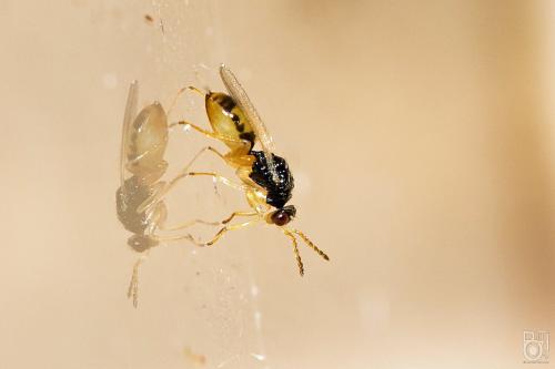 Réf. 269 135 : Euplectrus sp.